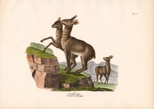 Klipspringer