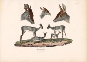 Klipspringer with Portrait Studies