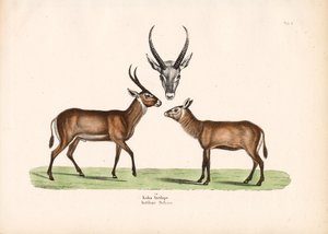 Koba Antelope