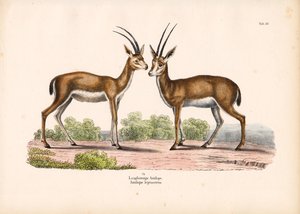 Long-horned Antelope in Savanna Landscape