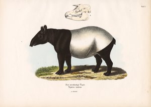 Malayan Tapir