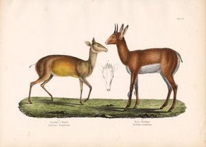 Natal Antelope and Mountain Antelope