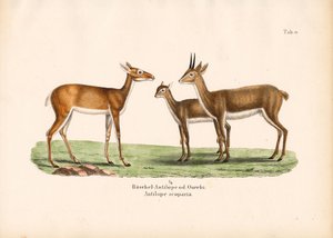 Oribi Antelopes in Family