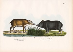 Papuan Pig and Siamese Pig