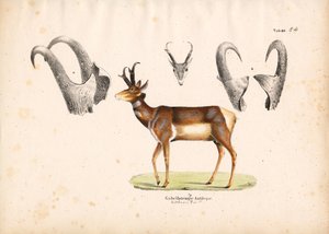 Pronghorn Antelope with Horn Illustrations