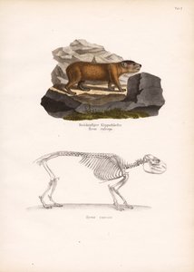 Red-headed Rock Hyrax and Cape Rock Hyrax Skeleton