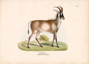 Roan Antelope
