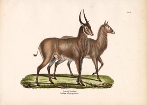 Senegal Antelope