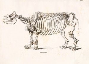 Skeleton of the Indian Rhinoceros by Conrad Kull
