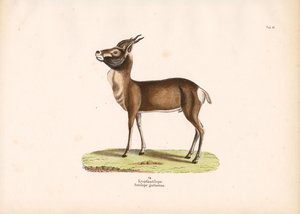 Springbok