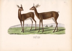 Steenbok