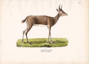 Steenbok