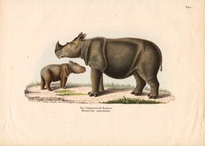 Sumatran Rhinoceros with Calf