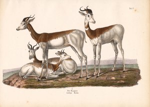 The Nanguer or Dama Gazelle