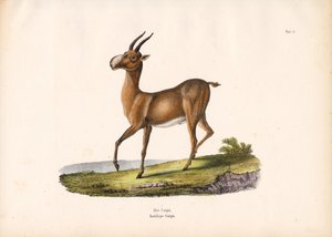 The Saiga Antelope