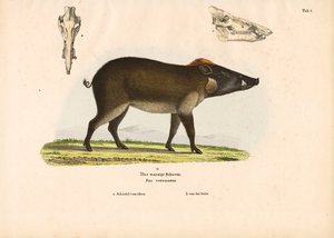 Warthog