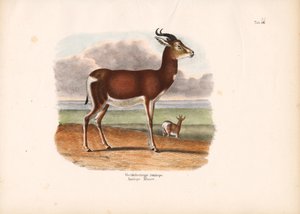 White-circled Antelope