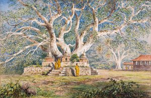 Sacred Bo Tree at the Burial place of the Kandian Queens