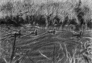 Ducks in the Reeds by Corné Akkers