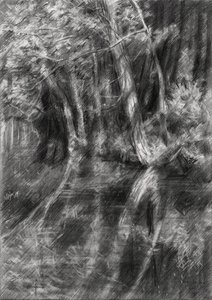 Shaded Forest Stream by Corné Akkers