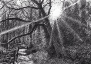 Sunlit Forest Path by Corné Akkers