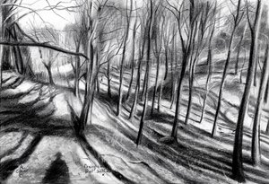 Winter Forest Path