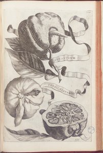 Horned Orange, plate 409 from 