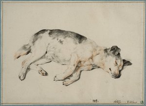 Study of a Sleeping Dog by Cornelis Visscher