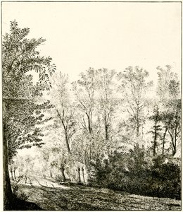 Trail Through a Forest