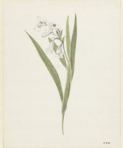 Freesia by Cornelis van Noorde