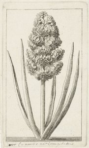 Hyacinth by Cornelis van Noorde