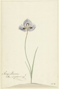 Iris by Cornelis van Noorde