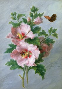 Hibiscus Against a Marble Ledge by Cornelis van Spaendonck