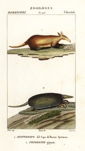 Aardvark and giant armadillo