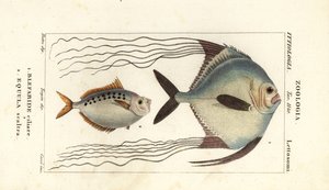 African Pompano, Alectis ciliaris, Blepharis ciliaris, Blefaride ciliare 1 and Ponyfish, Poulain ruse, Leiognathus equulus 2 by Corsi Corsi