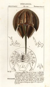 Atlantic horseshoe crab, Limulus polyphemus