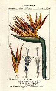Bird of Paradise Flower, Strelitzia Reginae