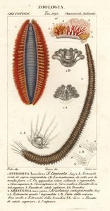 Bristle Worms or Sea Mice