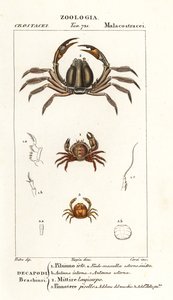 Bristly crab, light-blue soldier crab, pea crab