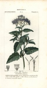 Butterfly Mist, Ageratum corymbosum