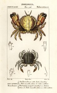 Circular Crab and Swimming Crab