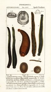Common black leech