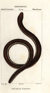 Common yellow-banded caecilian by Corsi Corsi