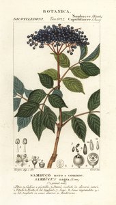European black elderberry, Sambucus nigra by Corsi Corsi