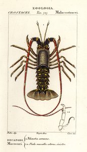 European Spiny Lobster, Palinurus Elephas