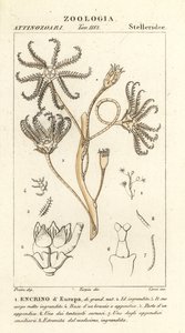 Extinct crinoid Encrinus, Encrino d