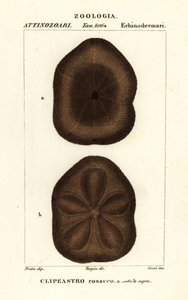 Flat sea biscuit, Clypeaster rosaceus
