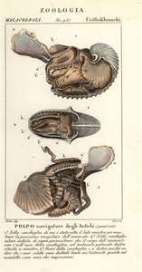 Greater Argonaut Octopus, Argonauta argo by Corsi Corsi