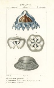 Helmet Jellyfish, Periphylla periphylla 1, Phorcynia cudonoidea 2, and Eulimene ciclophylla 3