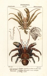Hermit crabs and coconut crab